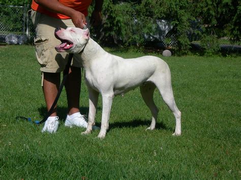 Dogo argentino price in usa. Things To Know About Dogo argentino price in usa. 