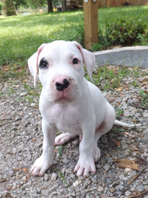 Dogo argentino puppies for sale craigslist. Things To Know About Dogo argentino puppies for sale craigslist. 
