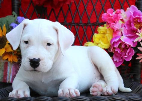 Prices for Dogo Argentino puppies for sale in Chicago, IL vary by breeder and individual puppy. On Good Dog today, Dogo Argentino puppies in Chicago, IL range in price from $2,500 to $3,500. Because all breeding programs are different, you may find dogs for sale outside that price range. …. . 