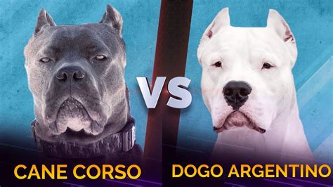 Dogo argentino vs cane corso