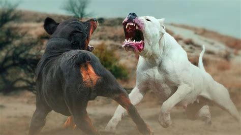 Dogo argentino vs kangal real fight