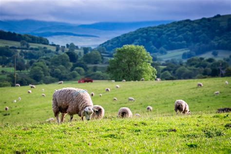 Dogs: Pet owner pays compensation after shepherd