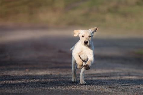 Dogs Chasing & Attack. Funny & scary moments. Part 4.