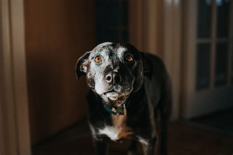 Dogs That See Ghosts