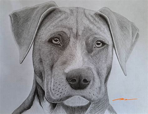 Dogs To Draw Realistic