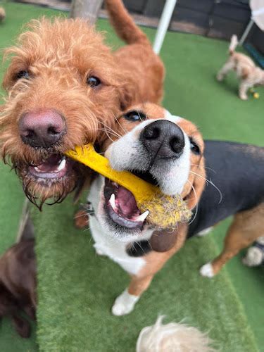 Dogs and Divas Doggy Day Care Trafford Park, Manchester