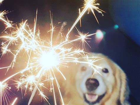 Dogs and Fireworks: How to Keep Your Dog Calm During the Show …