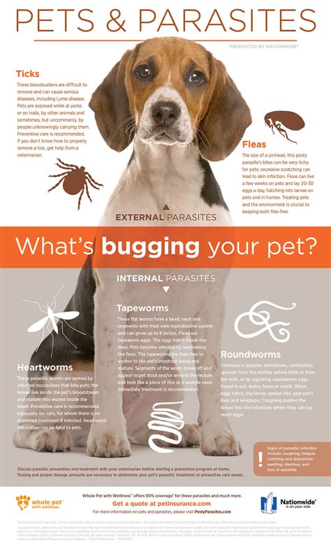 Dogs and Harvest Mites - Pet Parasite Advice The Healthy Pet …