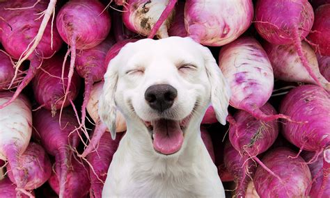 Dogs and Turnips (D&T) Activity – Middle School …