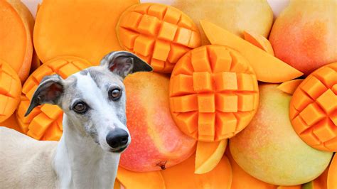 Dogs and mango. Mango season happens twice a year in tropical climates, in the spring and fall or in the summer and winter. Because different countries harvest mangoes at different months within t... 