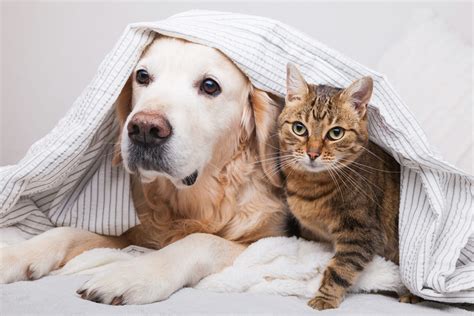 Dogs are cats. Cats and dogs might also seek comfort from their owners or favorite objects during the total solar eclipse on April 8. Two Cicada Broods Are Emerging … 