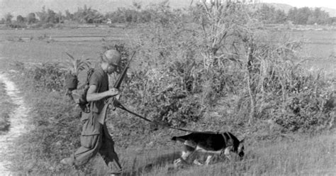 Dogs at War: Left Behind in Vietnam - Animals