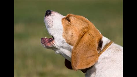 Dogs barking videos. According to the ASPCA, citronella is toxic to dogs in large doses, but small quantities are not harmful. The ASPCA notes that citronella is safe for use in collars that deter dogs... 