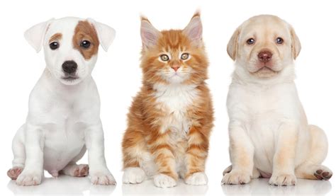 Dogs cats. Things To Know About Dogs cats. 
