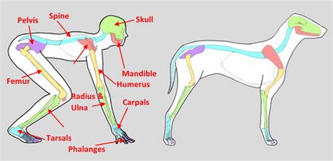 Dogs could be more similar to humans than we thought - Phys.org