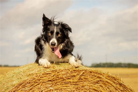 Dogs farmers. The Farmer’s Dog did that to viewers on Sunday evening with its commercial that shows the journey and companionship between a dog and their owner. We see a sweet little girl getting an adorable ... 