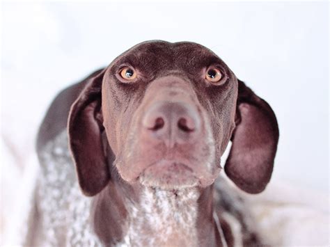 Dogs for Adoption — California GSP Rescue