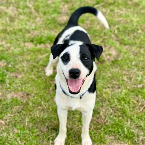 Dogs for Adoption Near Greenbrier, AR Petfinder