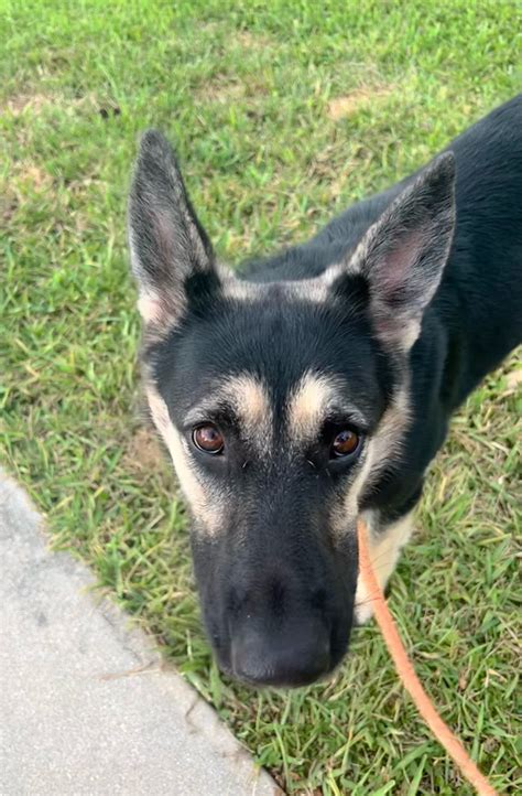 The Hoffer Family Foundation Inc. (a 501C3) founded South West Florida German Shepherd Rescue in 2007. Our Rescue implemented its program in early 2008. To date in the past 14+ years as of Dec. 1, 2022, we have adopted out 1615 pure bred German Shepherd dogs and about 19 not so pure bred, but tremendous 3 and 4 legged friends.. 