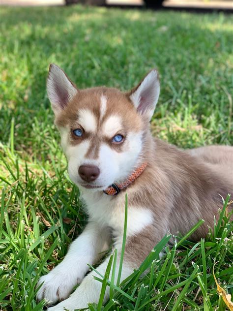 Alaska's List is a huge, online classifieds service, featuring hundreds of dogs and puppies being offered for sale by people throughout the Greatland and beyond. Clean, well-organized, and professionally moderated, Alaska's List is classifieds done right! . 