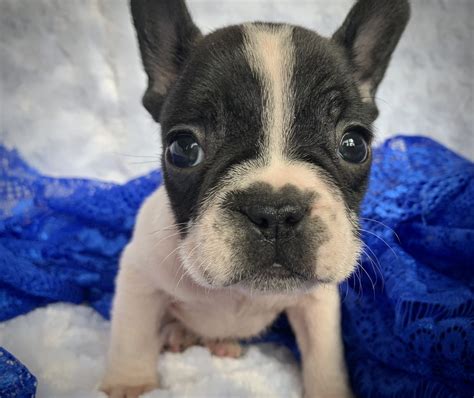 Dogs for sale buffalo ny. French Bulldog Puppies for Sale Buffalo, NY Western New York Breeder Breeding Selective Breeding AKC Registered French Bulldog Breeders Certified Health ... All of our dogs are AKC registered and your puppy will come with papers to register it. All of our puppies are dewormed and have their first set of vaccinations. 