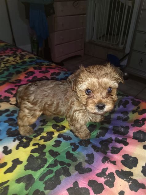 Puppy. Color. Black. Gender. Female. Bean is the sweetest and cutest of the litter! shes so tiny and just starting to show her personality. Shes growing really well and is very receptive to…. View Details. $3,000.. 