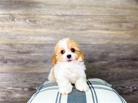 Dogs for sale in charlotte. Twinkle. $ 1,495.00. Available 4/25/2024. Cavachon. Browse all the puppies for sale Charlotte Dog Club has available. Contact us today if you have any questions about our breeders or puppies. 
