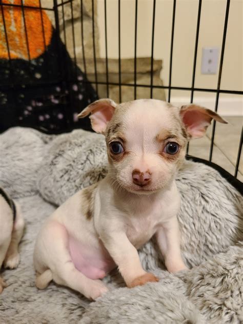 Dogs for sale jacksonville. When a dog is ready to have puppies, it will not be interested in eating for 24 hours before, it will lick its vulva and it will have tighter contractions in its stomach that may or may not be noticeable to the owner. 