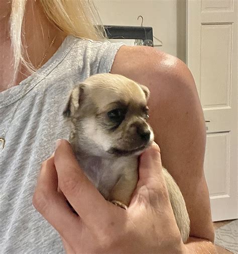 Petland Bradenton. (941) 752-0517. Browse our adorable puppies for sale near Manatee County, and Sarasota County. We have a variety of breeds and sizes to choose from.. 