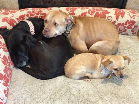 Dogs in a pile. Things To Know About Dogs in a pile. 