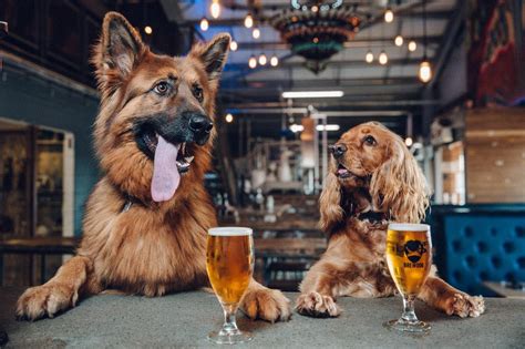 Dogs in bar. Apr 22, 2021 · A dog walks into the bar, jumps up on the stool and says to the bartender, “Hey barkeep, it’s my birthday today. How ’bout a free drink?”. The bartender turns, looks at the dog and nods ... 