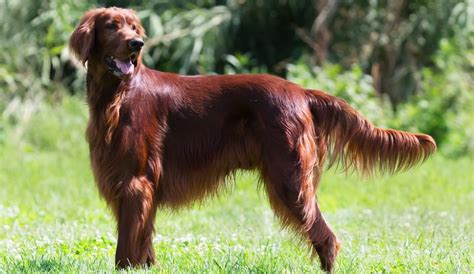 Dogs irish setters sale. Irish Setter puppies for sale, known for their vibrant red coats and lively personalities, are elegant and athletic dogs with a sleek, aristocratic appearance. Whether you're an avid outdoors enthusiast or simply seeking a loyal, affectionate pet, Irish Setter puppies for sale are a breed that combines beauty and spirit, making them a delightful addition to any … 