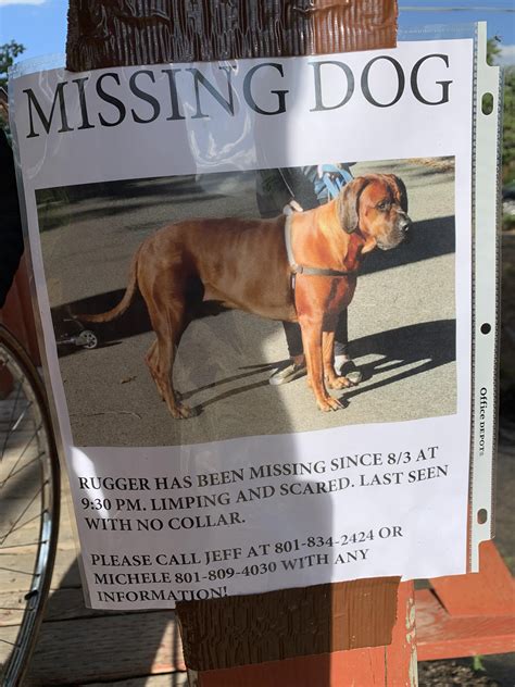 Dogs lost near me. 