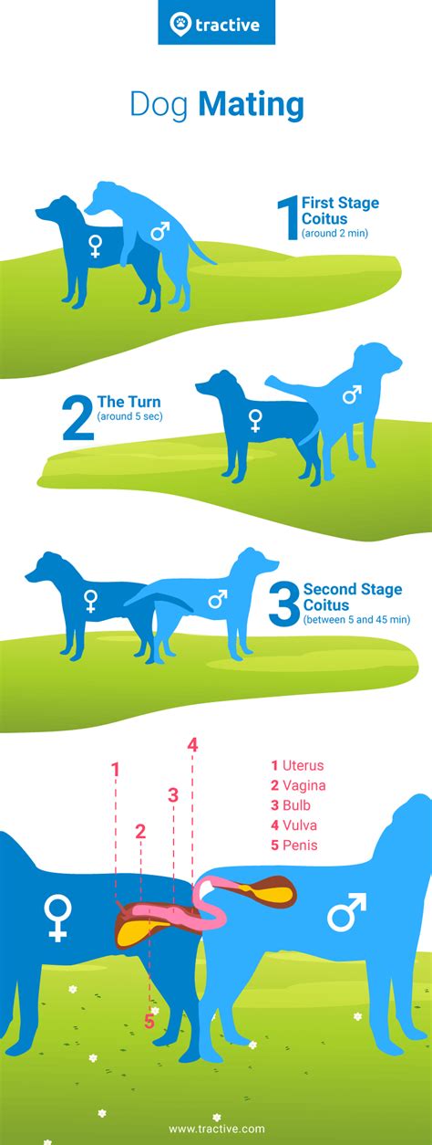 Dogs mating everyday.  However, the process of getting your dog to mate requires Stra...