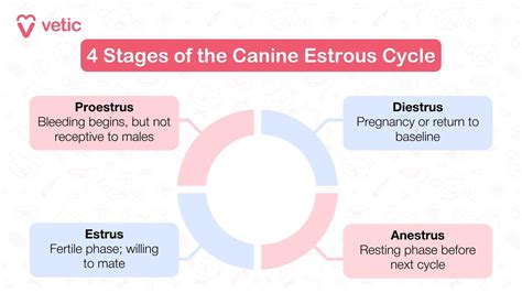 Dogs mating for hours.  Understand the estrus cycle, the step-by-step mating ritu...