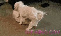 Dogs mating gifs. Things To Know About Dogs mating gifs. 