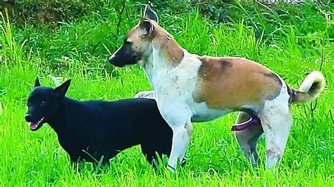 Dogs mating successfully.  Different dog breeds have different mating behaviors and ph...