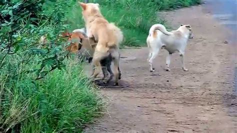 New. Male dog & female dog first time mating.#dog_crossing#dog_ breeding#dog_mating#semen..