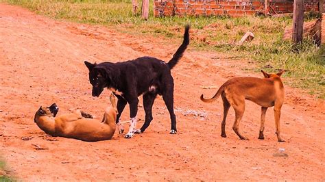 Dogs mating with humans. Even as two dogs mate, they get into a fight with two other dogs, leading to a four dog mating fight, with four dogs piling on top of each other, as part of ... 