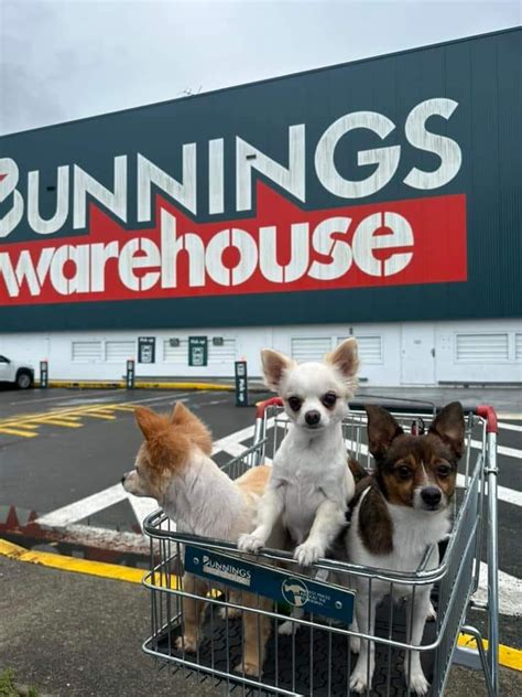 Dogs of Bunnings - Facebook