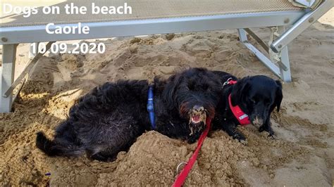 Dogs on the beach / Hunde am Strand - Bau Beach Caorle/Italy