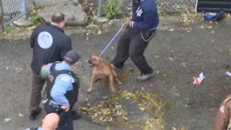 Dogs quarantined after Lynn police investigate case of loose Pitbulls attacking pedestrian on bike path