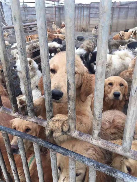 Dogs rescued from China's meat trade arrive in California