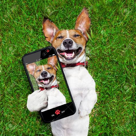Dogs selfies. Happy selfie! young adult asian couple holding a puppy taking a selfie from a phone with home interior in background. 30s mature man and woman with dog pet taking a family photo shots. - happy group portrait. - dog selfie stock … 