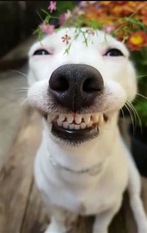 Dogs smile. Yes, dogs can exhibit behavior that appears similar to a smile. While it may not be the same as a human smile, dogs can show their happiness and contentment through various facial expressions, such as relaxed faces with slightly open mouths, wide panting smiles during play or activity, and even submissive grins. 