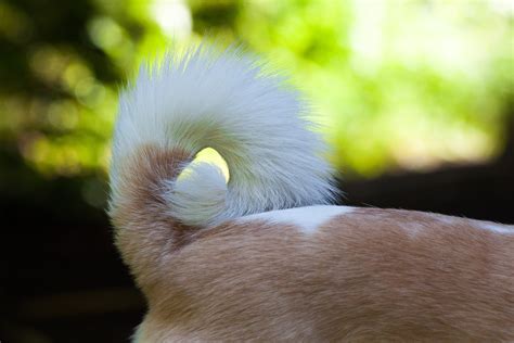 Dogs tail. This type of tail is seen in basenjis, Alaskan malamutes, Akitas, Chow Chows, and pugs. The defect of the vertebrae in the tail is benign and does not cause the dog problems.”. We rounded up ... 