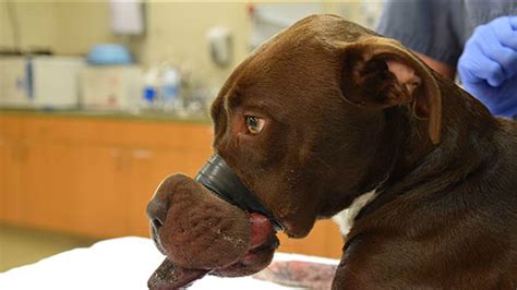 Dogs that bit, injured young girl were under muzzle order: Newmarket animal services