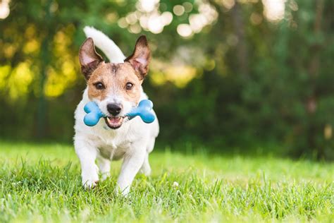 Dogs to play. Dog play is a series of active and repetitive behaviors that have different meanings. More importantly, this type of communication helps canines … 
