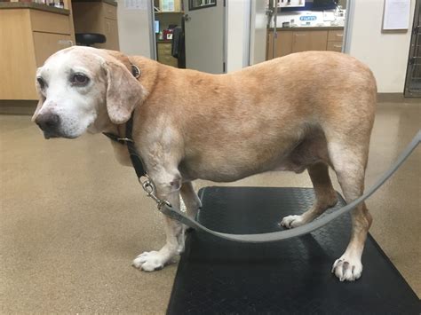 Feb 20, 2021 · Our dog's vet said he suspected Cushing's disease. Our 11 year old dog had a tender belly that was a bit distended, was lethargic, didn't want to walk most of the time, looked and sounded unhappy, and her blood work showed elevated results indicating possible Cushing's. . 