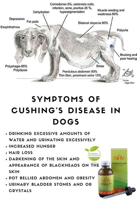 Symptoms of Cushing's Disease increased thirst increased urination increased appetite reduced activity excessive panting thin or fragile skin hair loss recurrent skin infections enlargement of the abdomen, resulting in a "potbellied" appearance . Dogs with cushing